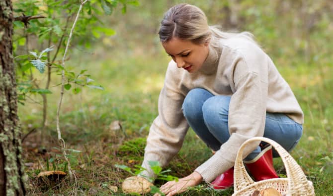Why Fall Means Food Foraging Time