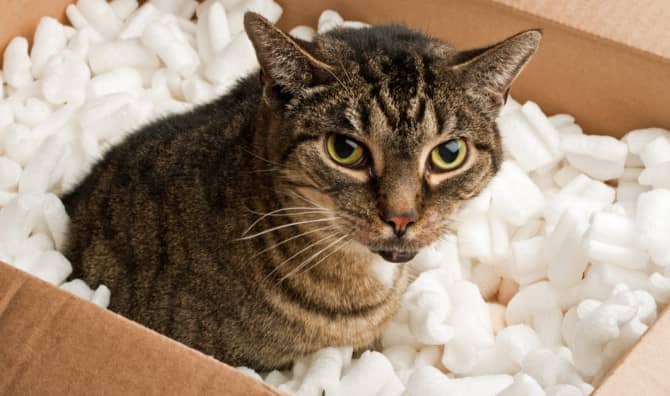 These Packing Peanuts are Actually Made From Popcorn