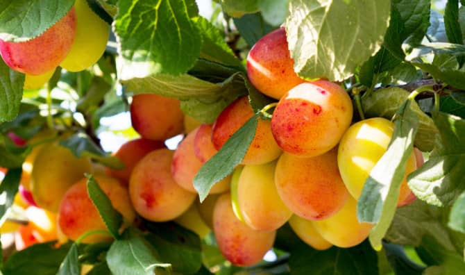 Edible Forest