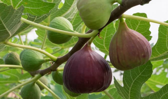 5 Fantastic Fig Benefits