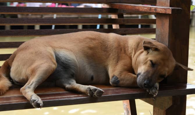 This Working Dog has a Real Job as a Car Salesman