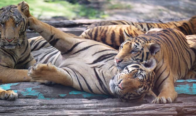A streak of tigers.