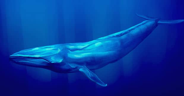 Rerouting Shipping Lanes to Benefit Whales