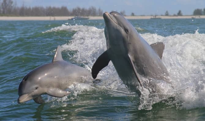 Atlantic bottlenose dolphins