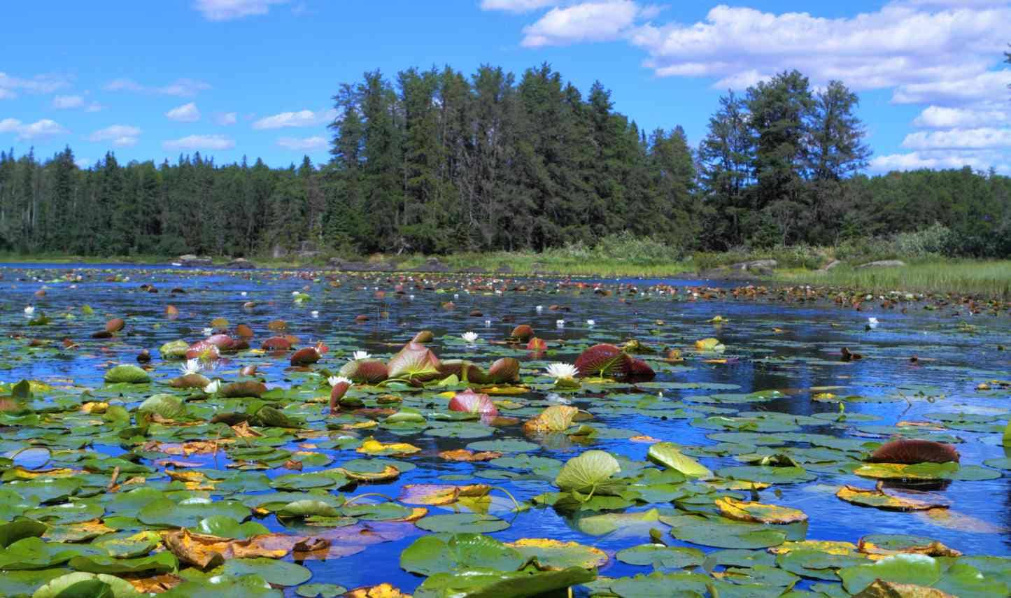 Lotus flowers.