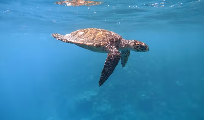 A turtle swimming under the ocean surface.