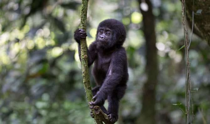 Baby mountain gorilla playing in the wild.