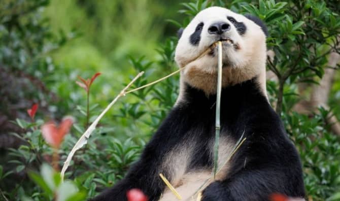 Giant panda munching on bamboo.