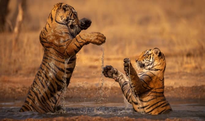Two tigers playfully stand in shallow water in India.