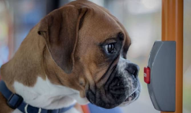 This Woman Helps Humans and Pooches Find Their Happy Place