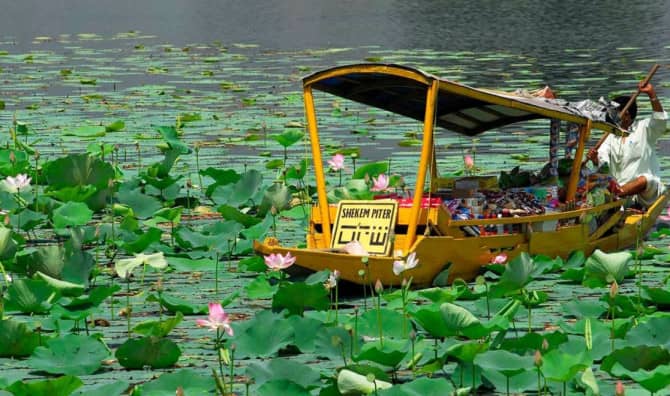 Lotus Flowers are Blooming Again in Kashmir’s Wular Lake