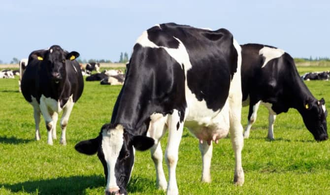 Australians are Breeding Heat Resistant Cows