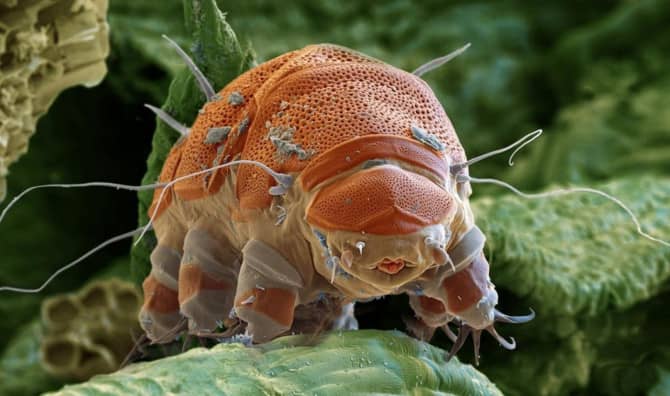 9 New Tardigrade Species Discovered by Danish Students