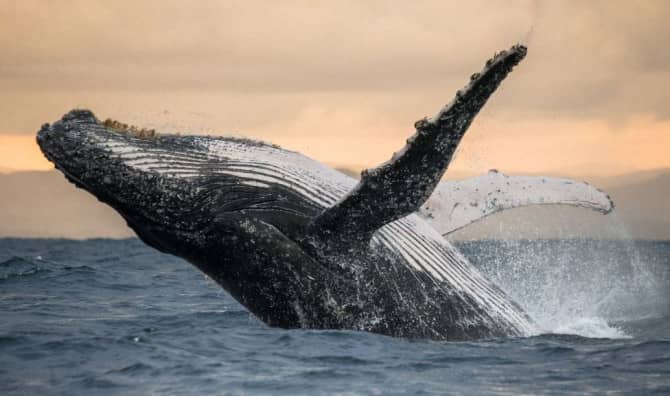 Researchers Held a 20-Minute Long Conversation With a Whale