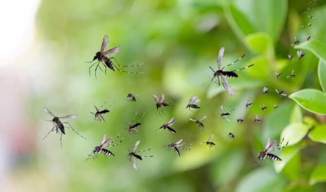A Single Tweak Could Stop Mosquitoes From Spreading Malaria
