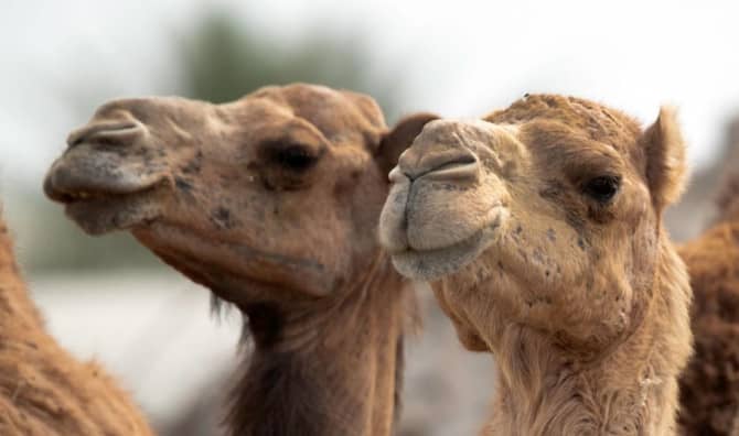 Protein found in Camels and llamas Could Protect Your Brain