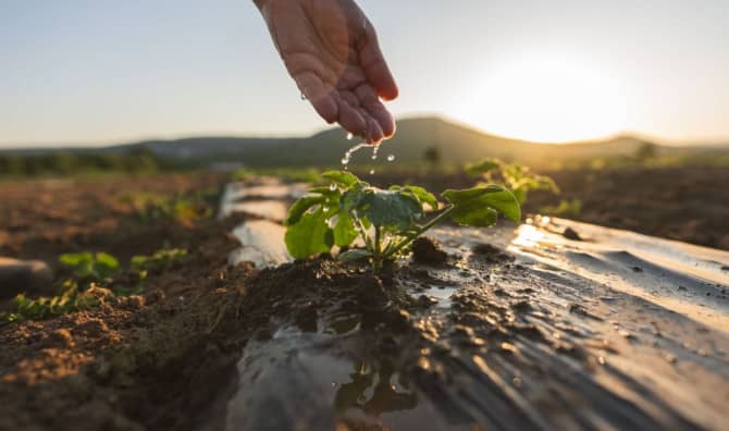 This New Solar Cell is Biodegradable