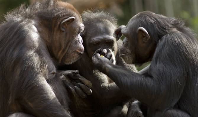 Using AI to Decode Animal Language