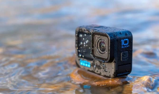Concealed Cameras Help Bermuda’s National Bird Soar
