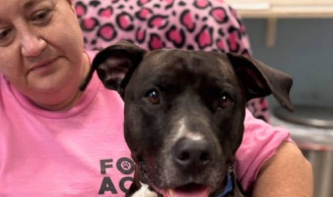 Hero Rescue Dog Detects Stranger’s Seizure at Shelter Event