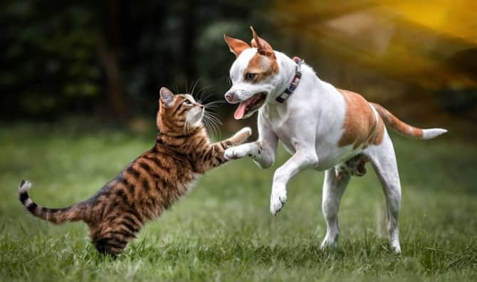 How Old is Your Pet: Calculating Dog and Cat Years to Human Years