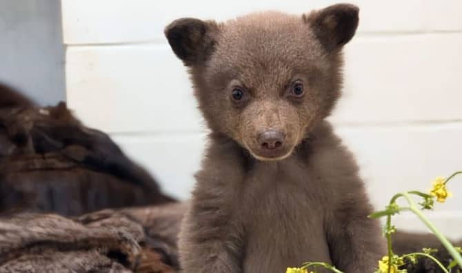 Staff at San Diego Wildlife Center Staff Dress Up to Care for Bear Cub