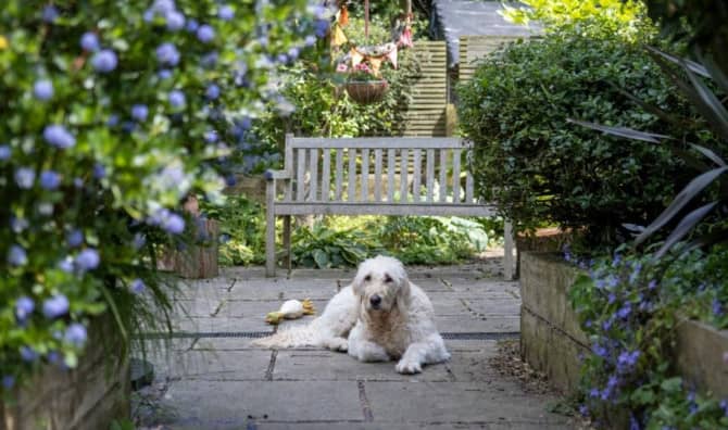 7 Outdoor Plants That are Safe for Dogs and Cats