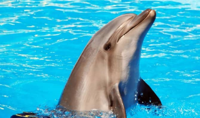Historic Decision Signals an End to Dolphin Shows in Mexico
