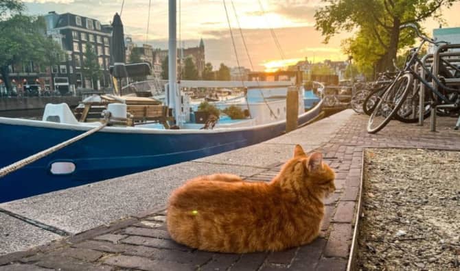 Amsterdam is Building Tiny Wooden Staircases to Protect its Cats