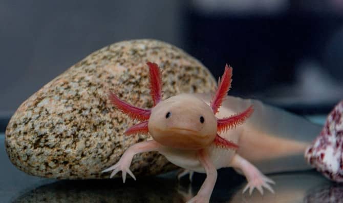 These Adorable Amphibians are Getting a Helping Hand From Scientists