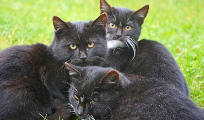 Next Generation of Railway Cats go to Work