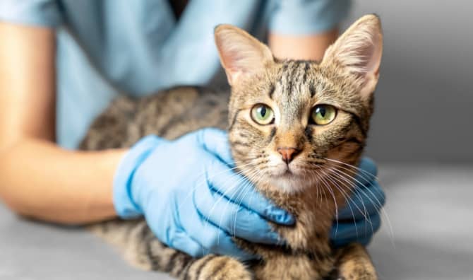 A Veterinarian is examining a cat.