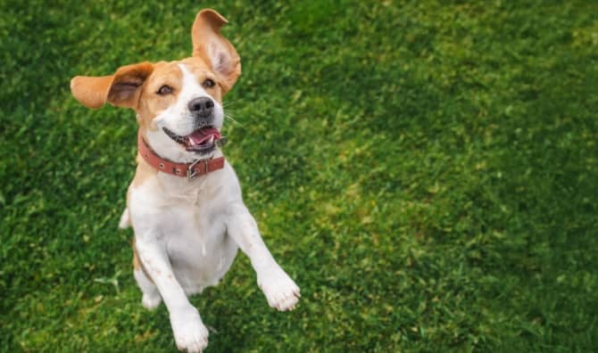 A happy beagle dog jumping on green grass.
