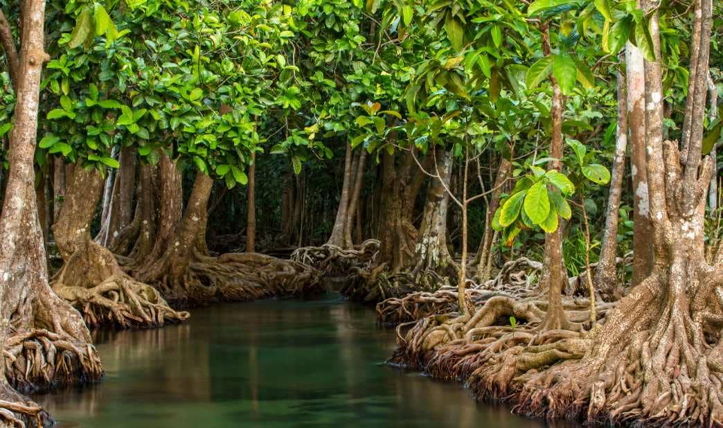 Mangrove trees