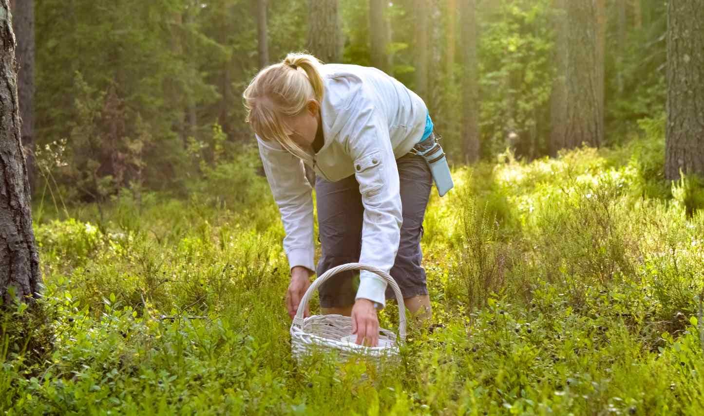 Picking wild berries in a food forest.