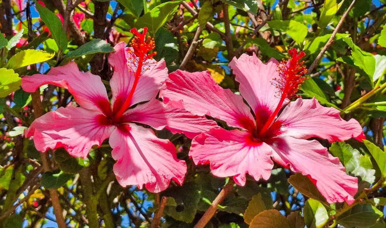 Vibrant hibiscus flowers in a sunny garden.
