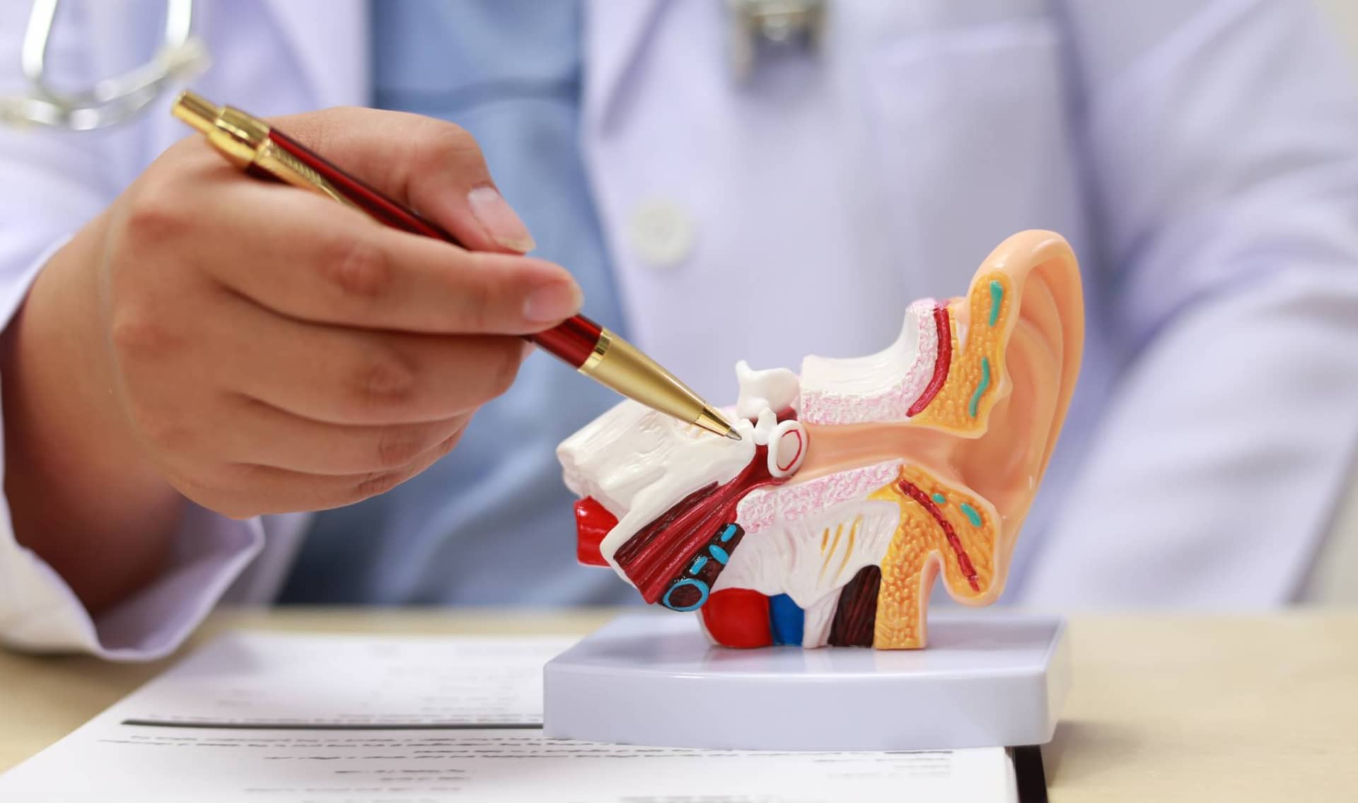 Model of the cochlear.
