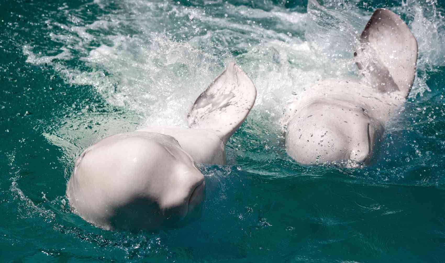 Two white beluga whales.