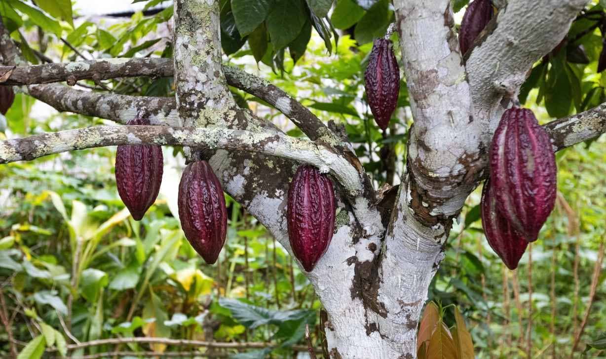 Cacao pods are used to make chocolate.