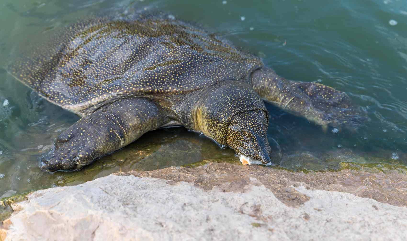 River soft shelled turtles in Israel.