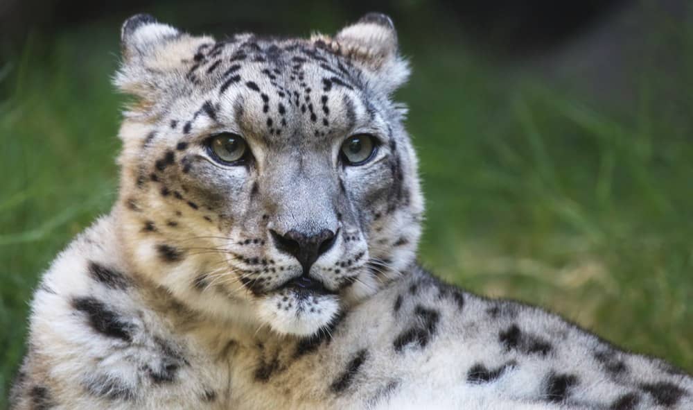Young snow leopard, Kyrgyzstan.