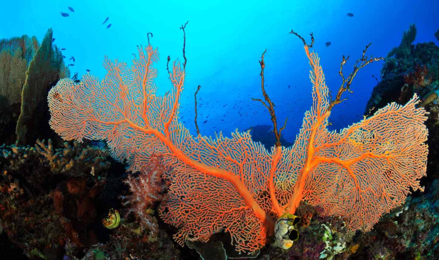 A soft coral sea fan (also known as a gorgonian.) These beautiful corals are often found in tropical and subtropical ocean environments.