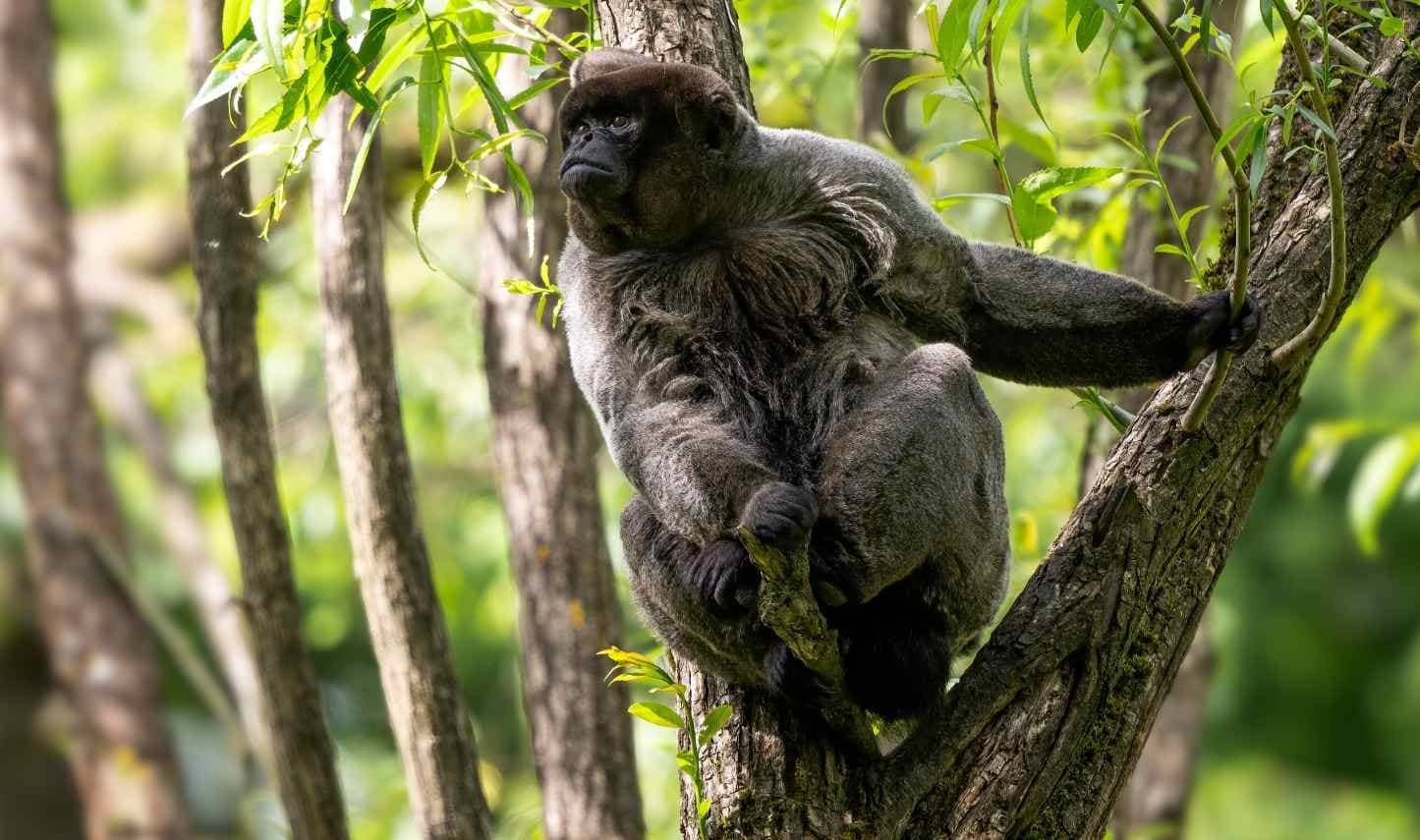 A woolly monkey in a tropical forest in Ecuador.