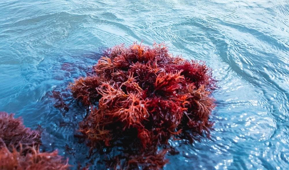 Red algae, also known as red seaweed.