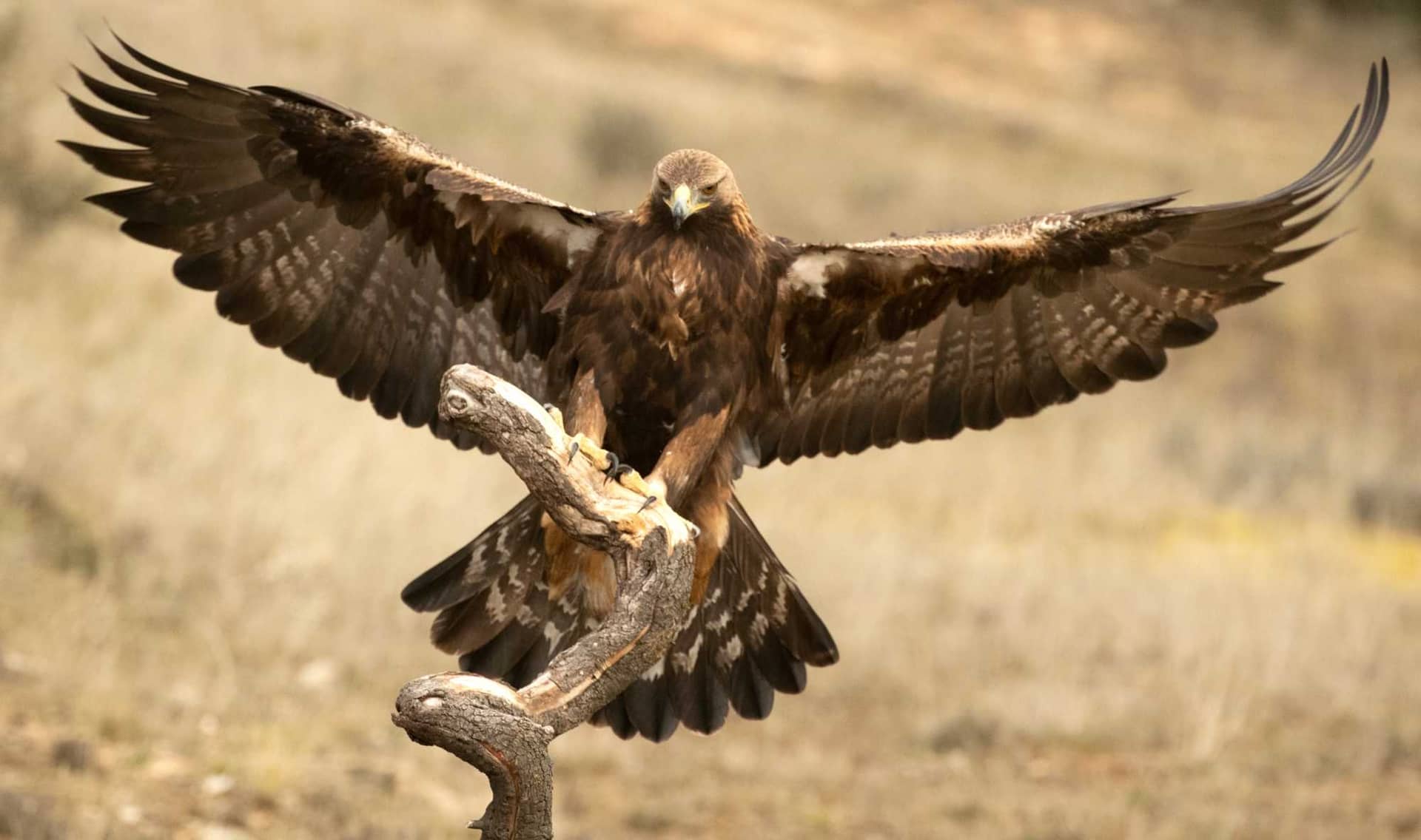 A male golden eagle.