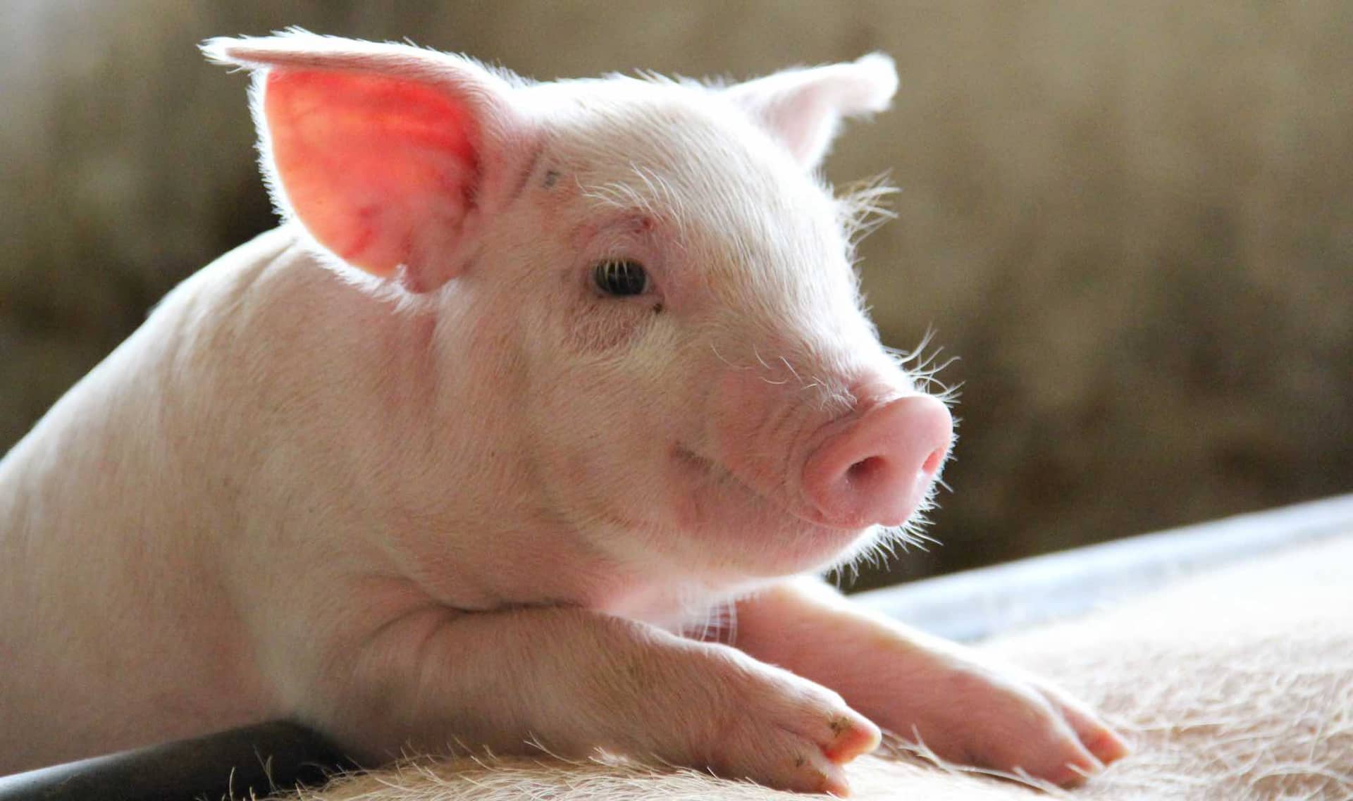 A happy pig.