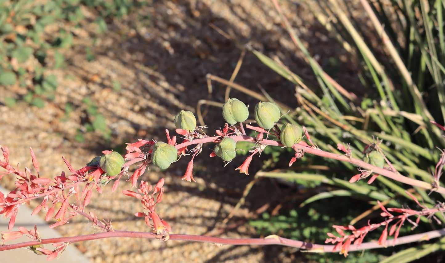 A Hesperaloe parviflora plant.