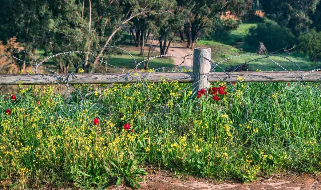 Flowers blooming at Kibbutz Be’eri