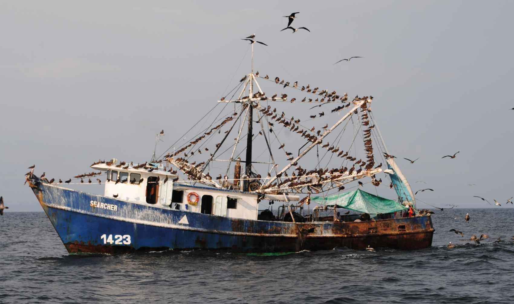 Fishing boat surrounded by seabirds.