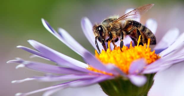 Over 1 Million Gardeners Came Together to Save the World’s Pollinators